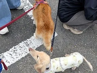 お友達に会いました
