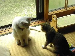 仲良しだったにゃん