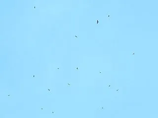 ３４９ ～サシバ～