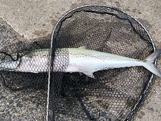 やりました☺️