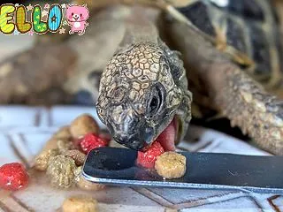 ボクだって一人で食べられるんだよ