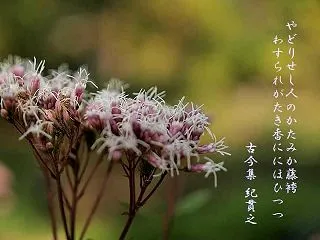 藤袴