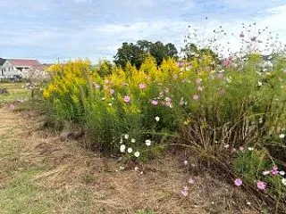 26/10/19（月）【可憐なコスモスさ…