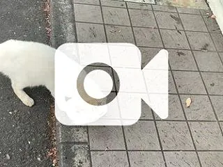 猫発見!!