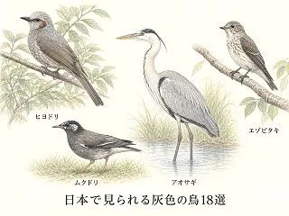 灰色の鳥18選｜スズメより大きい・小さい…