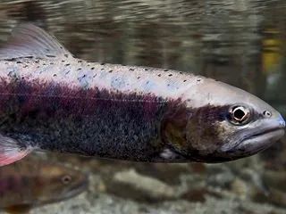 山女魚の繁殖行動② 〜ペアリングと産卵床…