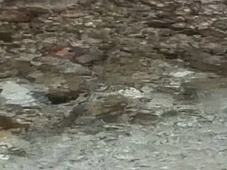 山女魚の繁殖行動① 〜ペアリングと産卵床…