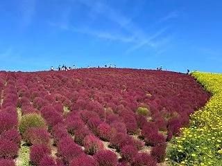 ひたち海浜公園コキア