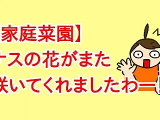 【家庭菜園】ナスの花がまた咲いてくれまし…