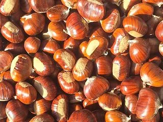 夏の終わりを知らせる奴
