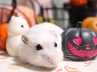 探します