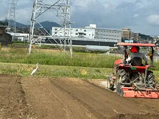 極早生玉ねぎ植え