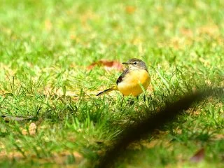 キセキレイ（スリランカ探鳥）