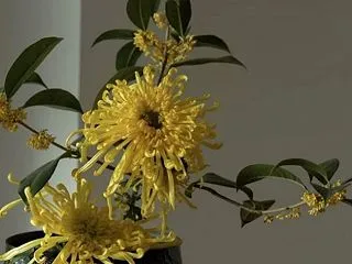 菊の日に、歳月を聴く