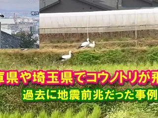 【地震前兆】兵庫県や埼玉県でコウノトリが…