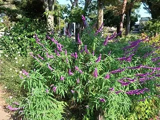 福岡中央公園の大木たち