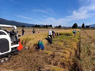 ☆★秋晴れに恵まれた田んぼオーナー稲刈り…