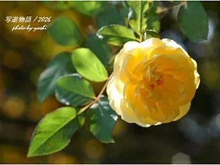薔薇の花
