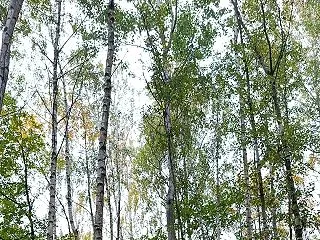 秋の行事 キノコ狩り