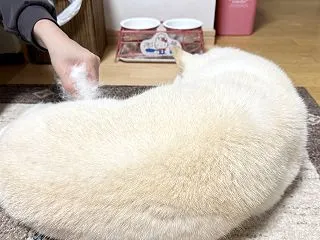換毛シーズン到来