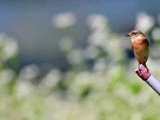 ノビタキ かわいい顔しても、やっぱり恐竜…