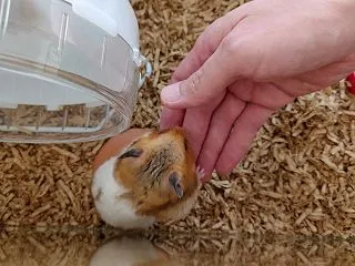 ないね