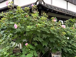 同じに見える