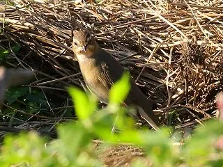 ノゴマ雄幼鳥
