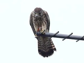チゴハヤブサ第3子 油蝉の食事 02/0…