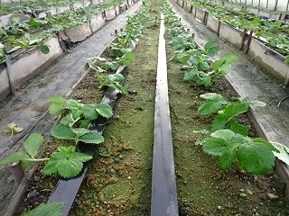摘葉と2番の正式検鏡
