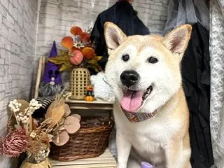 天気予報要チェック
