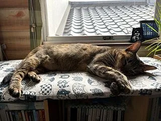 窓辺の猫たち