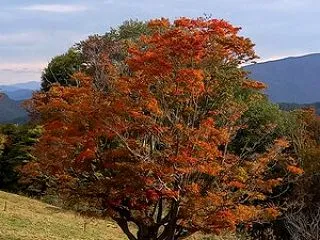 【2026池田町紅葉情報】 大峰高原 七…
