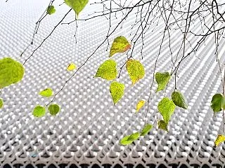 シナノキの枯れ葉