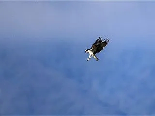ミサゴ