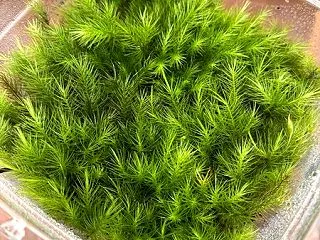 青々とした山苔入荷しましたよー！