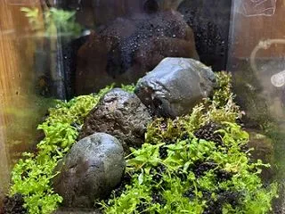 お持ち帰り水槽作成しました！！