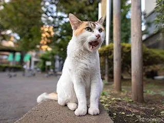 ぺろり