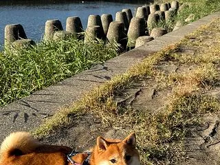 ベーテン音楽コンクール本選銅賞✨