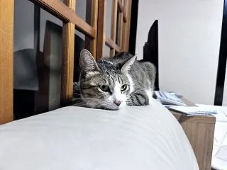ぬぬ、なにか？