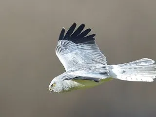 ハイイロチュウヒ