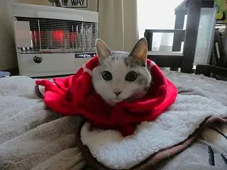 そんな眠くもないひととき