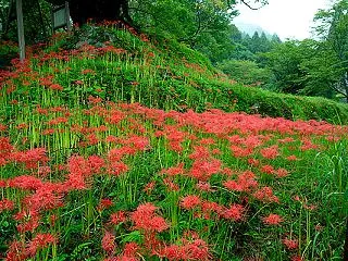 奈良遠征 雨の曼珠沙華＠宇陀市 佛隆寺