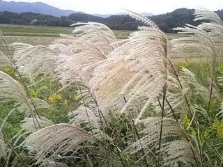 俳句５８８