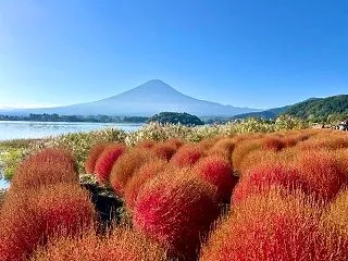 コキアの紅葉始め