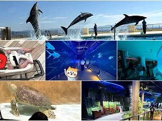 【2026年】マリンワールド海の中道を子…