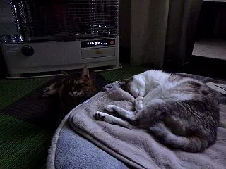 シロのやけに眠い日のパターン