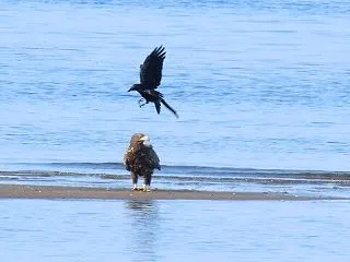 オジロとカラス