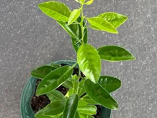 いつの間にか、ヒョロっと伸びてた沖縄みか…