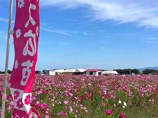 宮ノ下コスモス広苑「コスモスまつり」20…